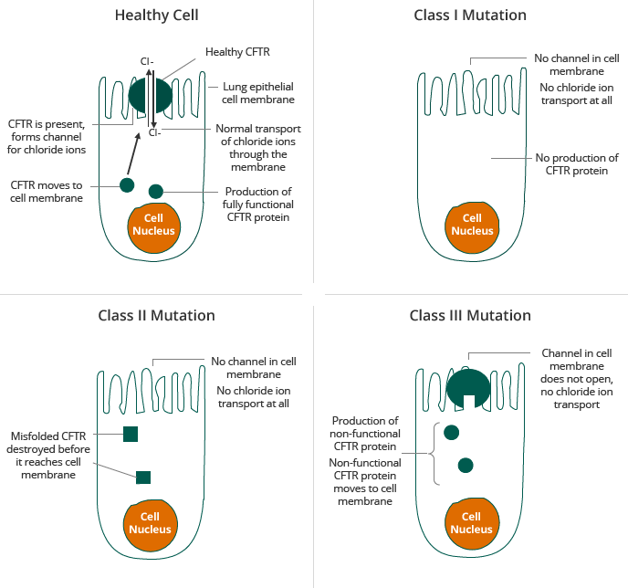 Selected CF Mutations (illustration)